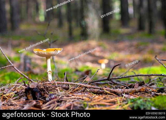 Lamellar mushroom grows in pine forest. Beautiful season plant growing in nature