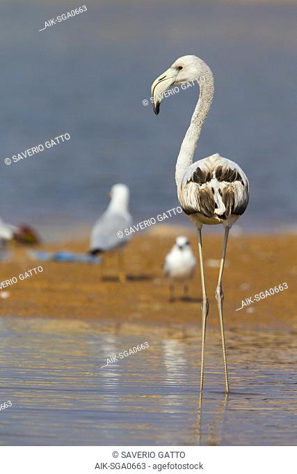 Greater Flamingo (Phoenicopterus roseus), Juvenile standing in the water, Qurayyat, Muscat Governorate, Oman