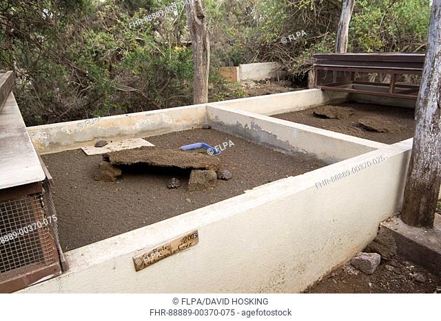 Galapagos Giant Tortoise, Geochelone elephantophus porteri, Santa Cruz island, Galapagos, Charles Darwin research centre breeding program
