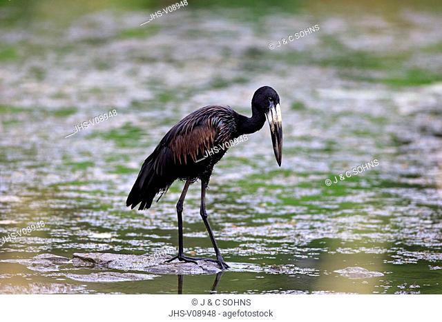 African openbill stork, (Anastomus lamelligerus), adult in water searching for food, Kruger Nationalpark, South Africa, Africa