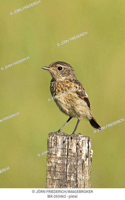 Common Stonechat (Saxicola torquata), chick, just fully-fledged