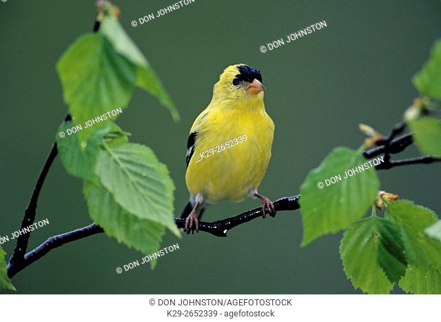 American goldfinch (Spinus tristis), Ontario, Canada