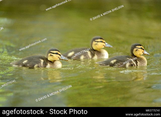 Three Mallard chicks (Anas platyrhynchos) floating on water