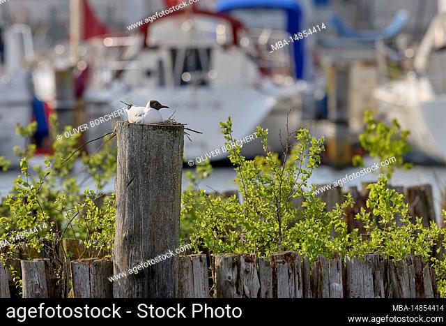 Gull, Black-headed Gull, Chroicocephalus ridibundus, Stake, Nest, Harbor