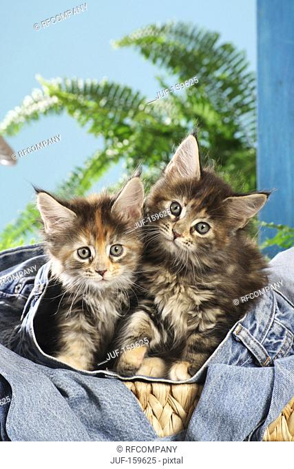 Maine Coon cat - two kittens in a jeans