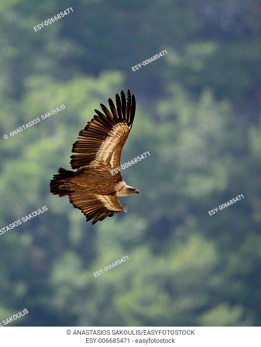 Griffon Vulture (Gyps fulvus), Crete, Greece
