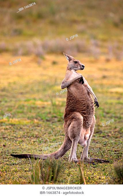 Eastern Grey Kangaroo (Macropus giganteus), male adult, Wilson Promontory National Park, Victoria, Australia