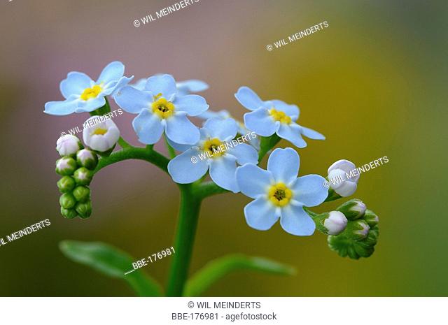 Water Forget-me-not flowers in close-up