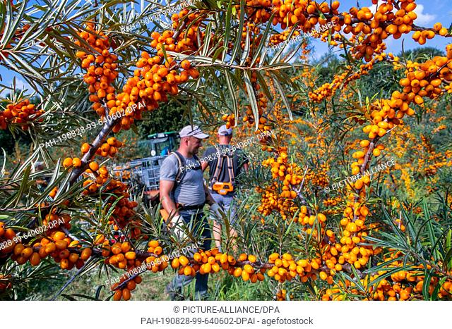 27 August 2019, Mecklenburg-Western Pomerania, Alt Steinhausen: Harvesters cut branches with ripe sea buckthorn berries on one of Forst Schneebecke's...
