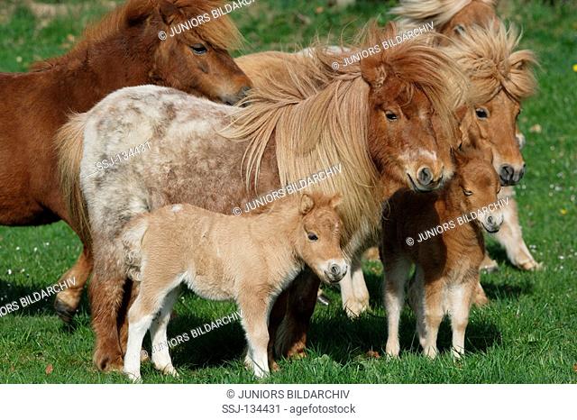 Mini Shetlandponies with foals on meadow