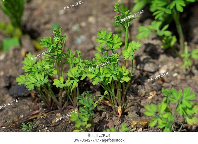 common fumitory, drug fumitory (Fumaria officinalis), young plants, Germany