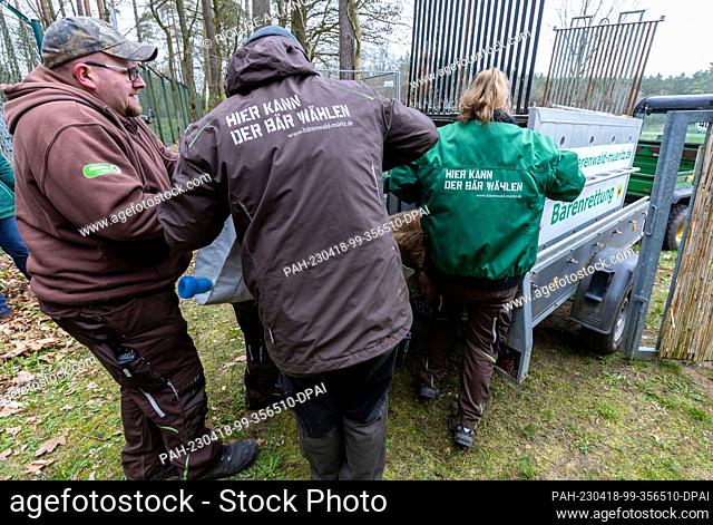 18 April 2023, Mecklenburg-Western Pomerania, Stuer: Helpers carry the anesthetized bear Ida, who was born in 1995 in the Stendal Zoo