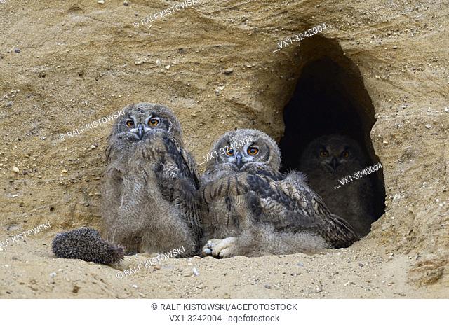 Eurasian Eagle Owls ( Bubo bubo ), young, sitting at the entrance of their nest burrow, relaxed, funny, wildlife, Europe