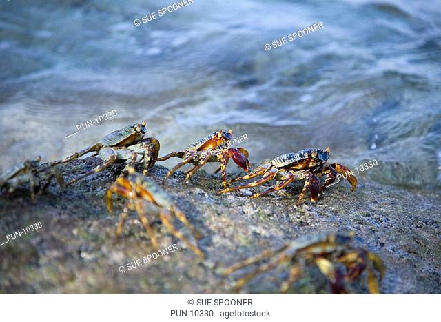 Crabs running out of sea on rocks in the Indian Ocean
