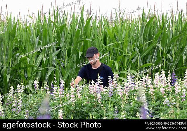 PRODUCTION - 26 July 2021, Mecklenburg-Western Pomerania, Groß Lüsewitz: Florian Haase assesses the growth of Andean lupin