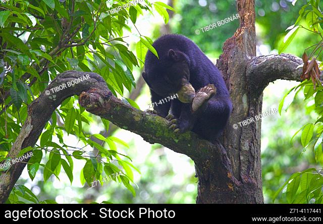Bornean Sun Bear, Helarctos Malayanus, Malaysia, Sabah, Sepilok,
