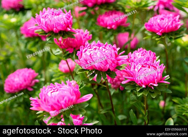 Pink aster flower in nature
