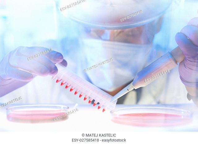 Focused life science professional pipetting human serum media containing HIV infected cells from petri dish to microtiter plate