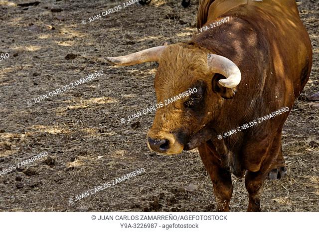 Toro bravo, brave bull at dehesa, Los Talayos, Ciudad Rodrigo, Castilla y Leon. Spain