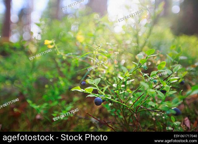 Process of collecting and picking berries in the forest of northern Sweden, Lapland, Norrbotten, near Norway border, girl picking cranberry, lingonberry