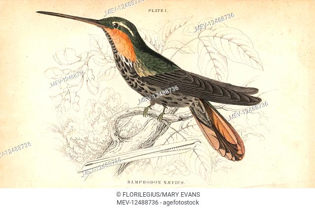 Saw-billed hermit, Ramphodon naevius (Spotted saw-billed hummingbird). Handcoloured steel engraving by William Lizars from Sir William Jardine's Naturalist's...