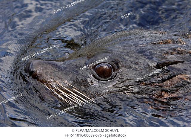 South American Fur Seal Arctocephalus australis adult, close-up of head, swimming, captive