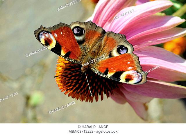 Butterfly, peacock, blossom