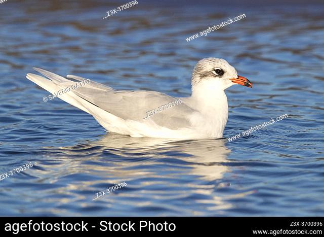 Mediterranean Gull (Ichthyaetus melanocephalus), side view of a 4 cy adult swimming in winter plumage, Campania, Italy
