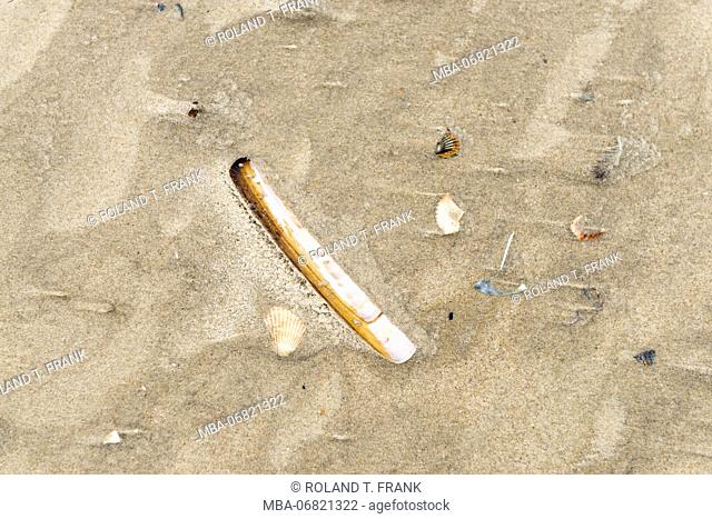 Germany, Lower Saxony, East Frisian islands, North Sea beach with mussels
