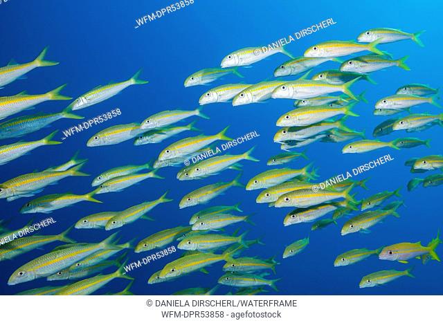 Shoal of Yellowfin Goatfish, Mulloidichthys vanicolensis, Osprey Reef, Coral Sea, Australia