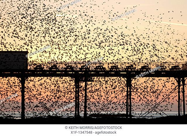 A flock of starlings roosting at Aberystwyth pier, Ceredigion, West Wales UK