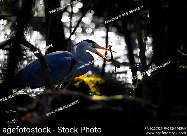27 March 2022, Hamburg: A gray heron stands in the sunshine in the Eppendorf marsh and flings a grass frog through the air with its beak