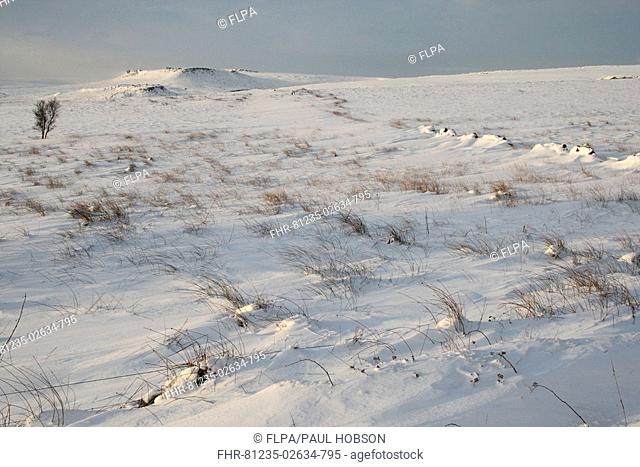 View of snow covered upland habitat, Fox House, Peak District, Derbyshire, England, winter