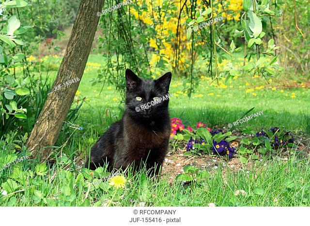 black cat - sitting on meadow