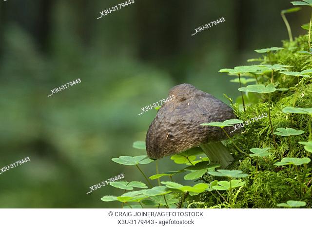 Deer Shield (Pluteus cervinus) mushroom growing on a rotting tree stump sourrounded by Wood Sorrel and moss in a coniferous forest