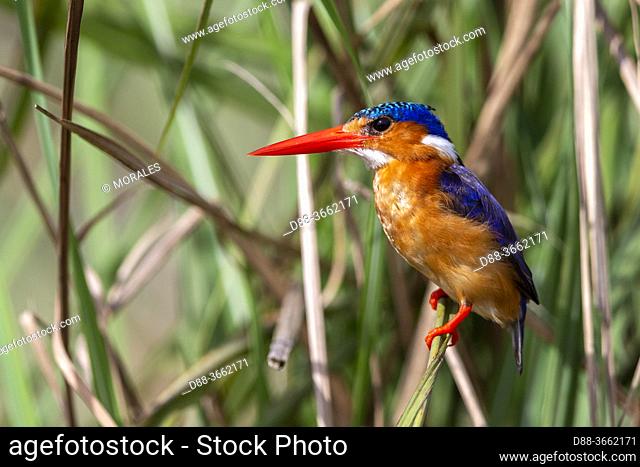 Africa, Uganda, Mabamba swamp, Malachite kingfisher (Corythornis cristatus) , perched on papyrus
