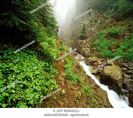 Edith Creek Falls & Avalanche Lily (Erythronium montanum) Mt. Rainier NP, Washington