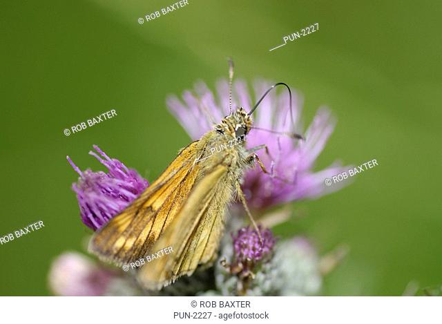 Essex skipper butterfly Thymelicus lineola