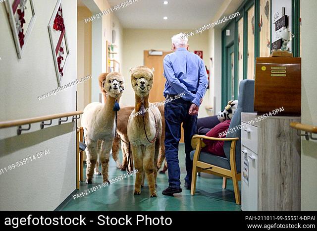 dpatop - 23 September 2021, Thuringia, Rudolstadt: Alpacas stand in the hallway of the retirement home next to a resident going to his room