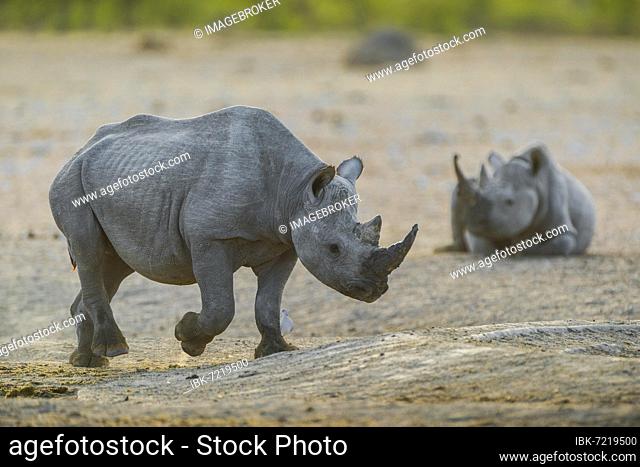 Two black rhinoceroses (Diceros bicornis) at a waterhole, Etosha National Park, Namibia, Africa