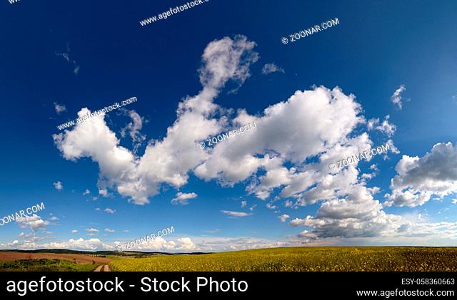 White cumulus clouds in blue sky over spring rapeseed evening fields, rural hills and dirty road high resolution background