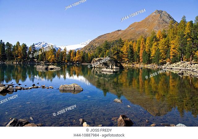 Der Saoseo-See und farbige Lärchen in der Val da Camp, Puschlav, Graubünden, Hinten rechts der Corn da Mürasciola