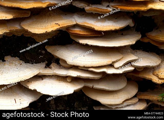 Trameten fungi on dead wood