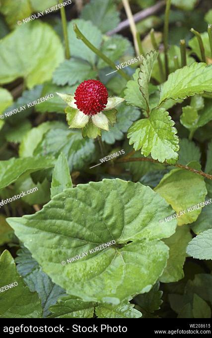 Mock strawberry (Potentilla indica). Called Indian strawberry and False strawberry also. Another botanical name is Duchesnea indica