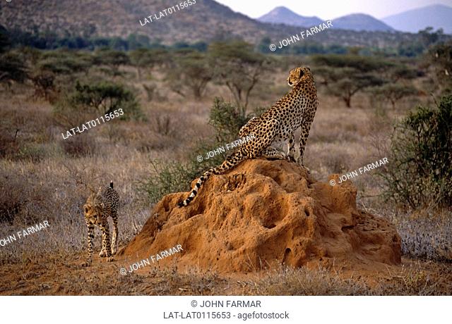 Samburu National Park is a rugged semi-arid park in the Northern Province. It is possible to find cheetah in the park, sometimes with families of cubs