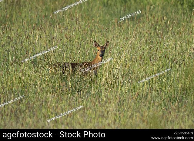 Female European Roe deer -Capreolus capreolus. spring