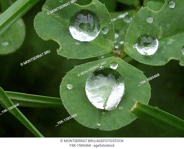 Clover with 3 raindrops