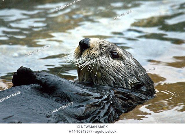Sea otter, Enhydra lutris, Water, 1, otter, Animal, Animals, Wildlife, Fauna, Nature, North America