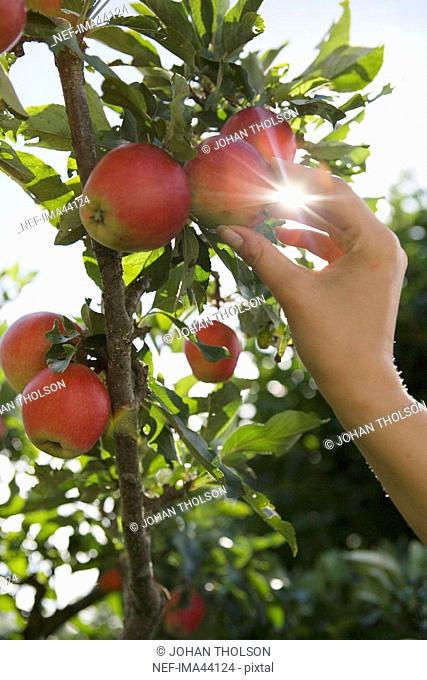 Hand picking an apple from a tree Sweden