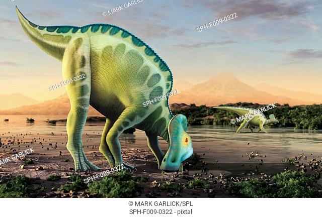 Corythosaurus is a genus of hadrosaurid (i.e. 'duck-billed') dinosaurs, planet eaters, that lived in what is now North America towards the end of the Cretaceous...